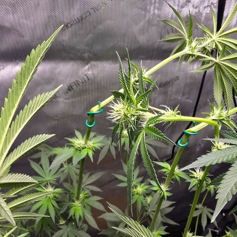Cob's Copper Candy growlog timeline photo