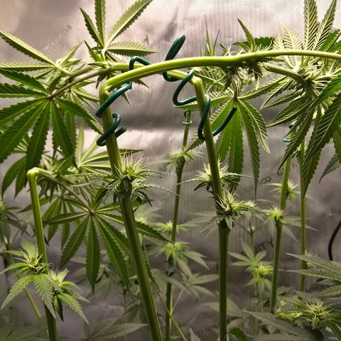 Cob's Copper Candy growlog timeline photo