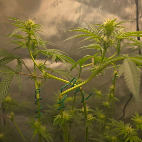 Cob's Copper Candy growlog timeline photo