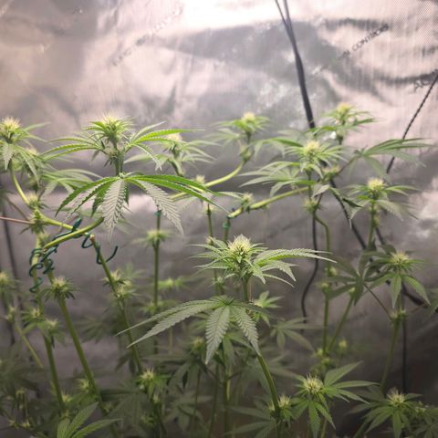 Cob's Copper Candy growlog timeline photo