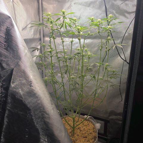 Cob's Copper Candy growlog timeline photo