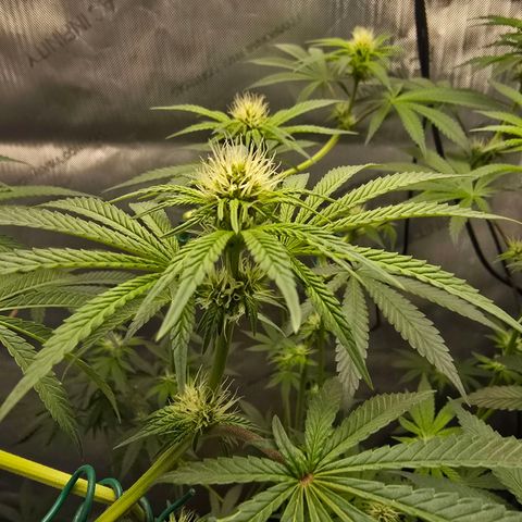 Cob's Copper Candy growlog timeline photo
