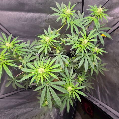 Cob's Copper Candy growlog timeline photo