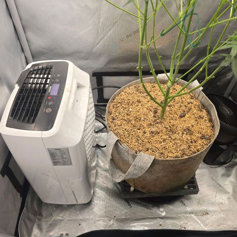 Cob's Copper Candy growlog timeline photo