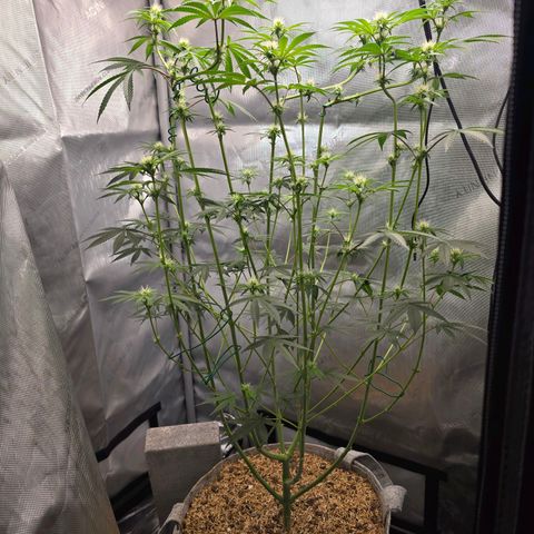 Cob's Copper Candy growlog timeline photo