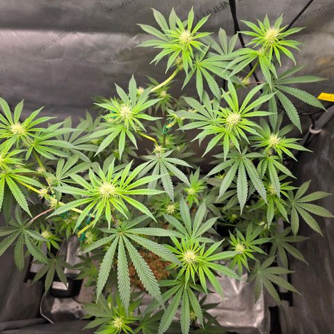 Cob's Copper Candy growlog timeline photo