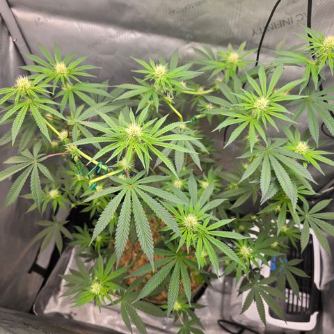 Cob's Copper Candy growlog timeline photo