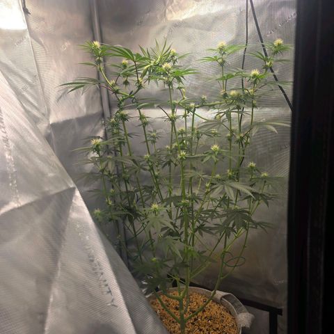 Cob's Copper Candy growlog timeline photo