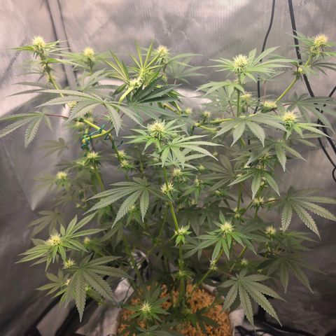 Cob's Copper Candy growlog timeline photo