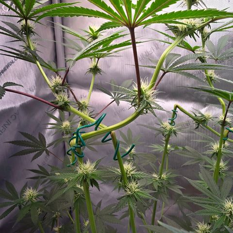 Cob's Copper Candy growlog timeline photo