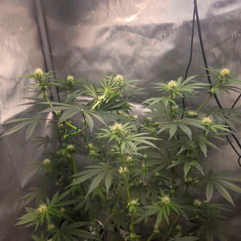 Cob's Copper Candy growlog timeline photo