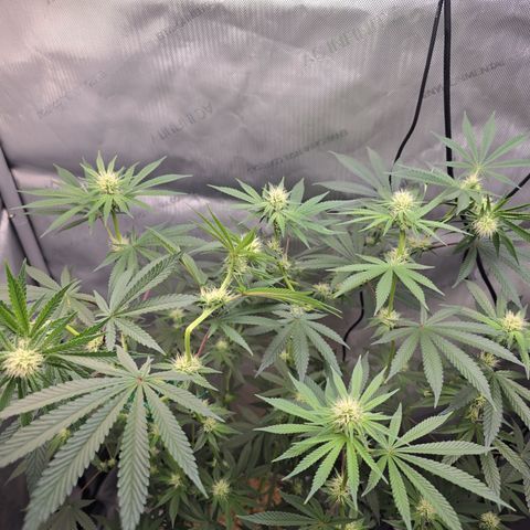 Cob's Copper Candy growlog timeline photo