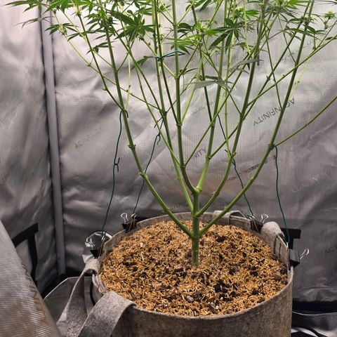 Cob's Copper Candy growlog timeline photo