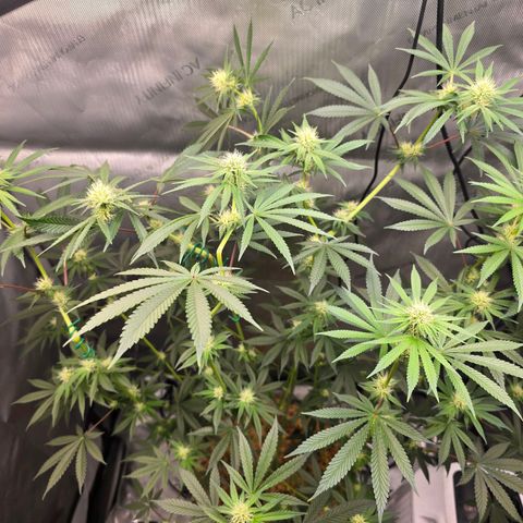 Cob's Copper Candy growlog timeline photo