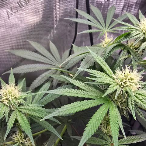 Cob's Copper Candy growlog timeline photo