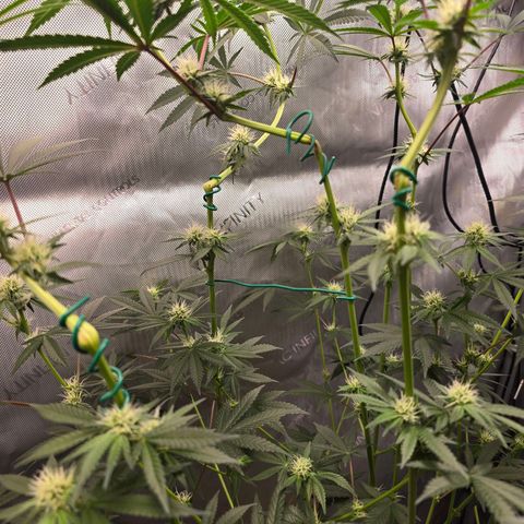 Cob's Copper Candy growlog timeline photo