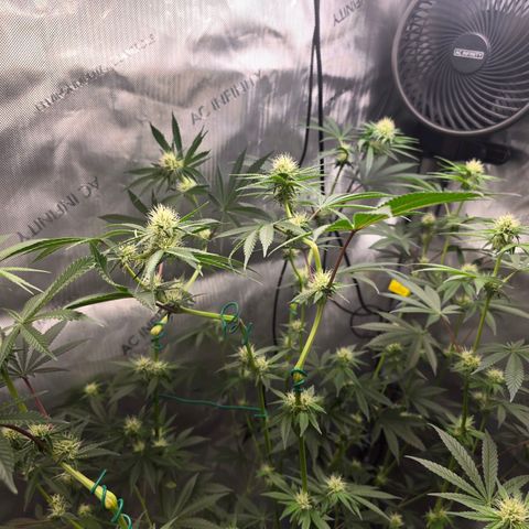 Cob's Copper Candy growlog timeline photo