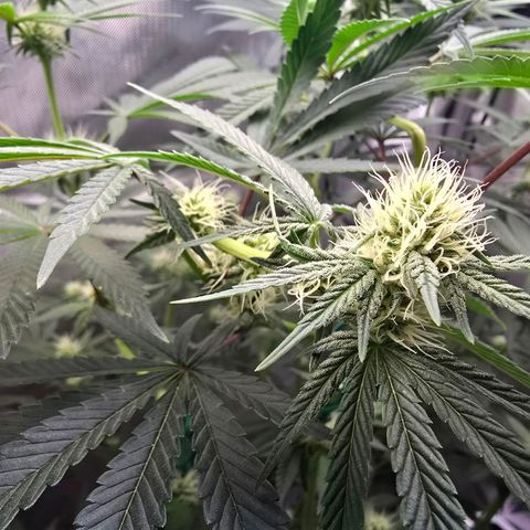 Cob's Copper Candy growlog timeline photo