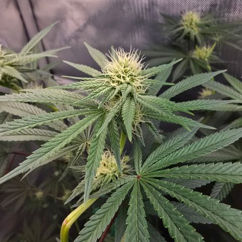 Cob's Copper Candy growlog timeline photo