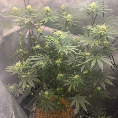Cob's Copper Candy growlog timeline photo