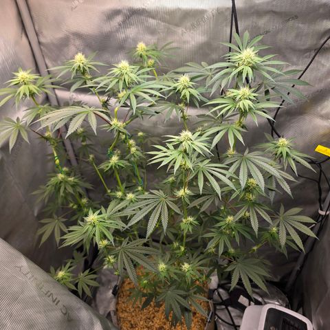 Cob's Copper Candy growlog timeline photo