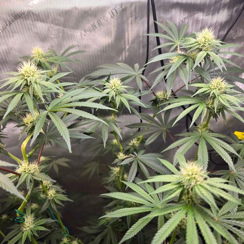 Cob's Copper Candy growlog timeline photo