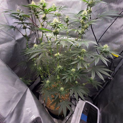 Cob's Copper Candy growlog timeline photo