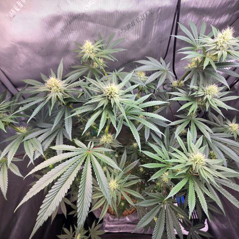 Cob's Copper Candy growlog timeline photo