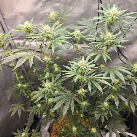 Cob's Copper Candy growlog timeline photo