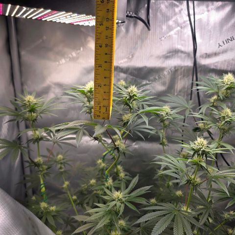 Cob's Copper Candy growlog timeline photo