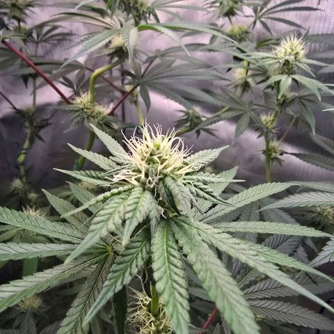 Cob's Copper Candy growlog timeline photo