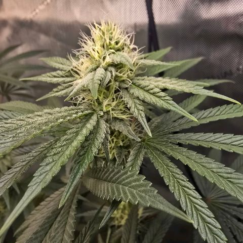 Cob's Copper Candy growlog timeline photo