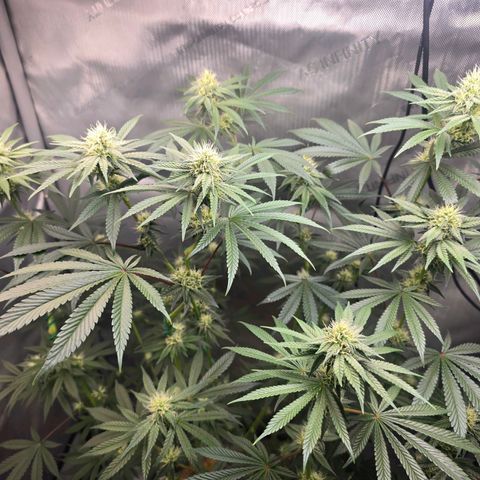 Cob's Copper Candy growlog timeline photo