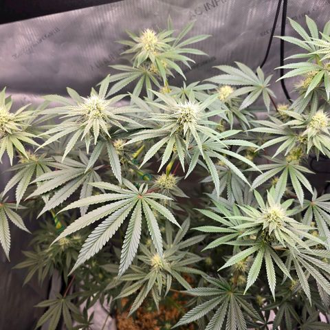 Cob's Copper Candy growlog timeline photo