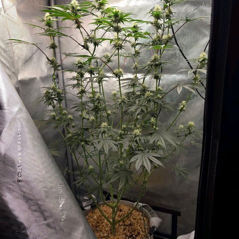 Cob's Copper Candy growlog timeline photo