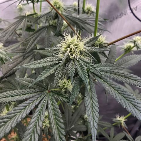 Cob's Copper Candy growlog timeline photo