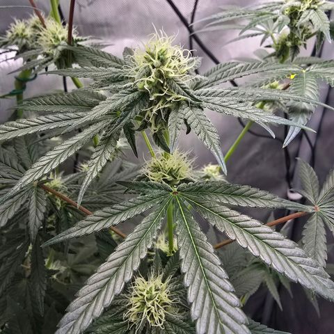 Cob's Copper Candy growlog timeline photo