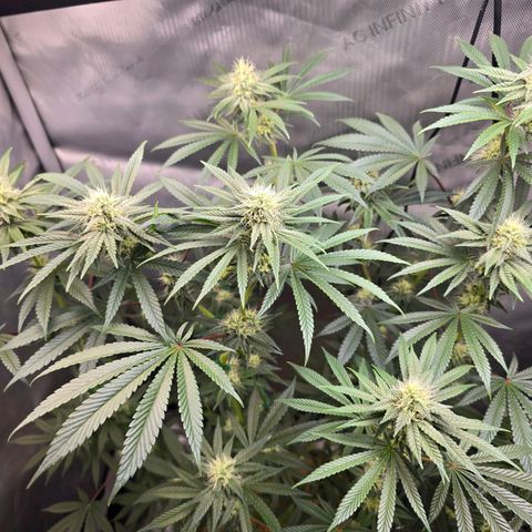 Cob's Copper Candy growlog timeline photo