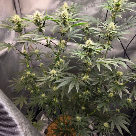 Cob's Copper Candy growlog timeline photo