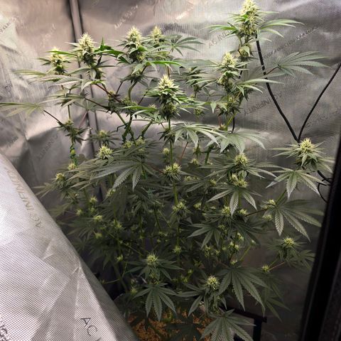 Cob's Copper Candy growlog timeline photo