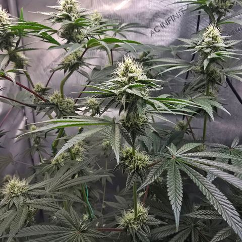 Cob's Copper Candy growlog timeline photo