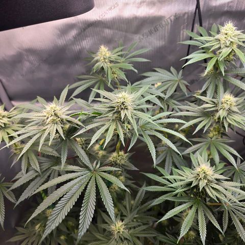 Cob's Copper Candy growlog timeline photo