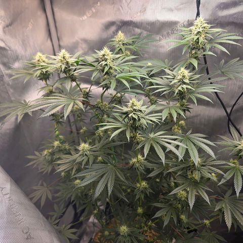 Cob's Copper Candy growlog timeline photo