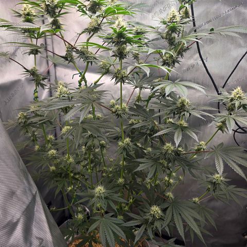 Cob's Copper Candy growlog timeline photo