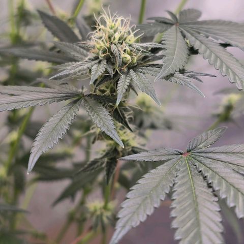 Cob's Copper Candy growlog timeline photo