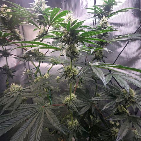 Cob's Copper Candy growlog timeline photo