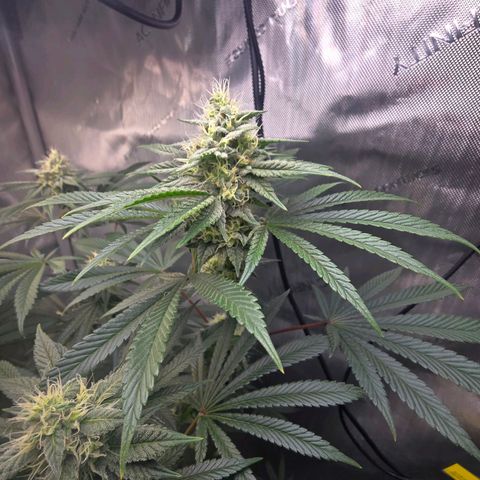 Cob's Copper Candy growlog timeline photo