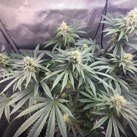 Cob's Copper Candy growlog timeline photo