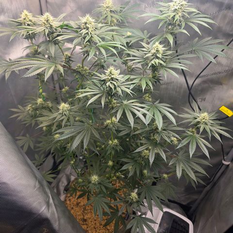 Cob's Copper Candy growlog timeline photo