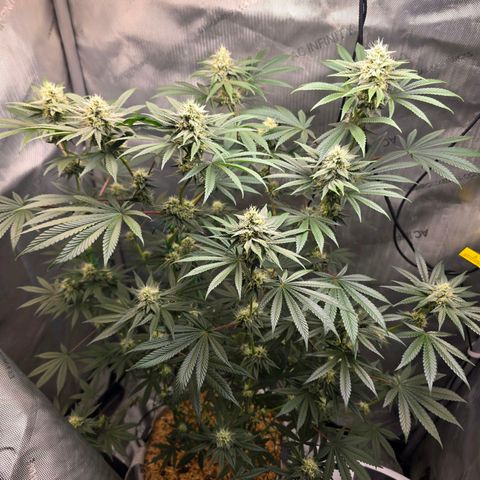 Cob's Copper Candy growlog timeline photo